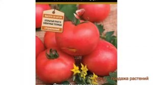 Томат обыкновенный Персиановский F1 ? обзор: как сажать, семена томата Персиановский F1