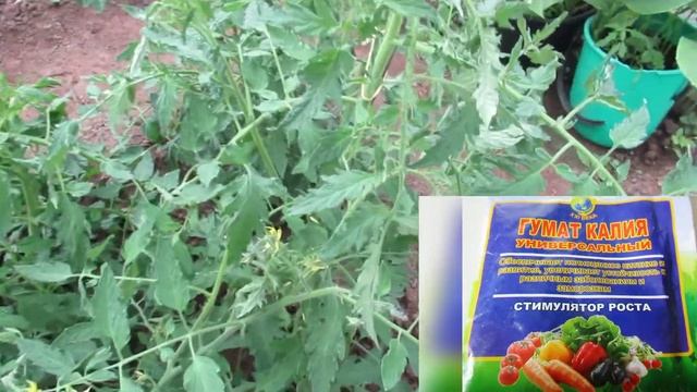 Подкормка томатов в теплице гуматом калия: для чего поливаю под корень  #томаты#помидоры#гуматкалия