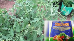 Подкормка томатов в теплице гуматом калия: для чего поливаю под корень  #томаты#помидоры#гуматкалия
