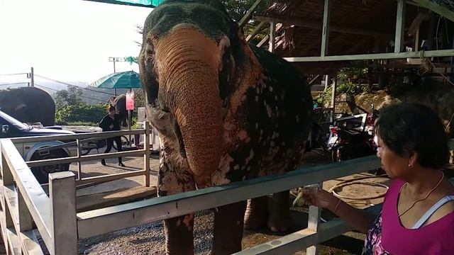 Улет! Слон обжора молниеносно уплетающий бананы! смотреть онлайн