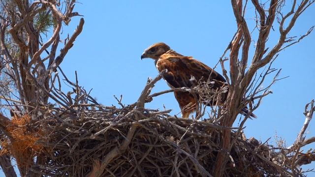 OPEN.KZ - Иле-Балхашский Заповедник - Канюк Казахстан - Kazakhstan Birds - Common Buzzard смотреть онлайн