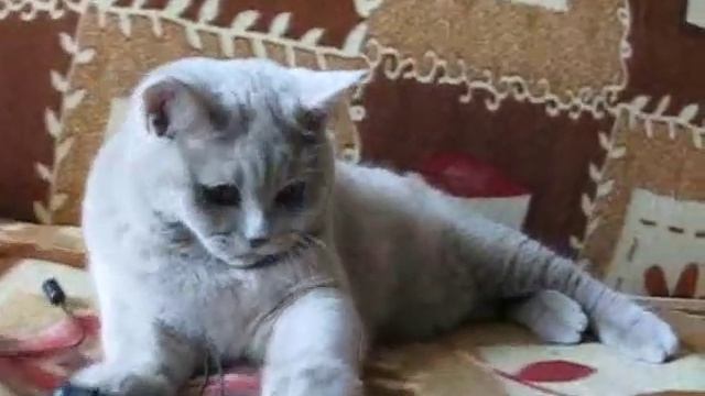 Британский лиловый котенок смотреть онлайн
