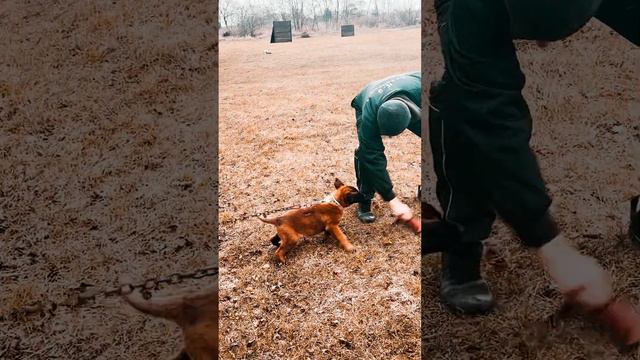 Дрессировка #autochainiki #авточайники #ламборгини #карбон #4x4 #пикап #дрессировка #щенок смотреть онлайн