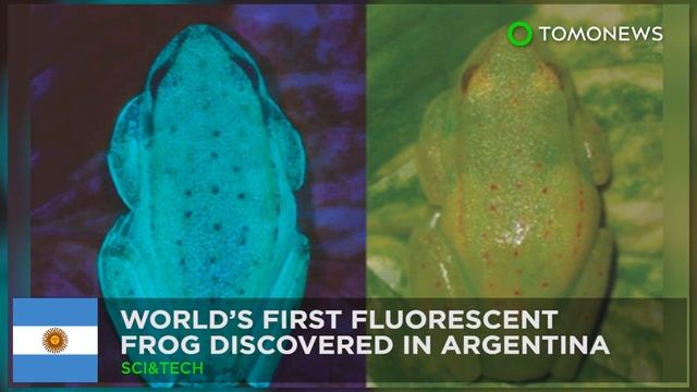 Bat researchers map how brain keeps track of other animals - TomoNews смотреть онлайн