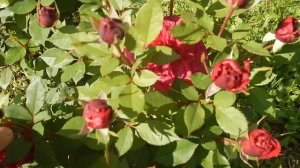 ПРИГЛАШАЮ В МОЙ САД РОЗ.Robe a la francaise-королева августа,японки,остинки,француженки в саду.