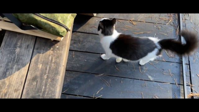 Halloween в экокемпинге SFERA смотреть онлайн