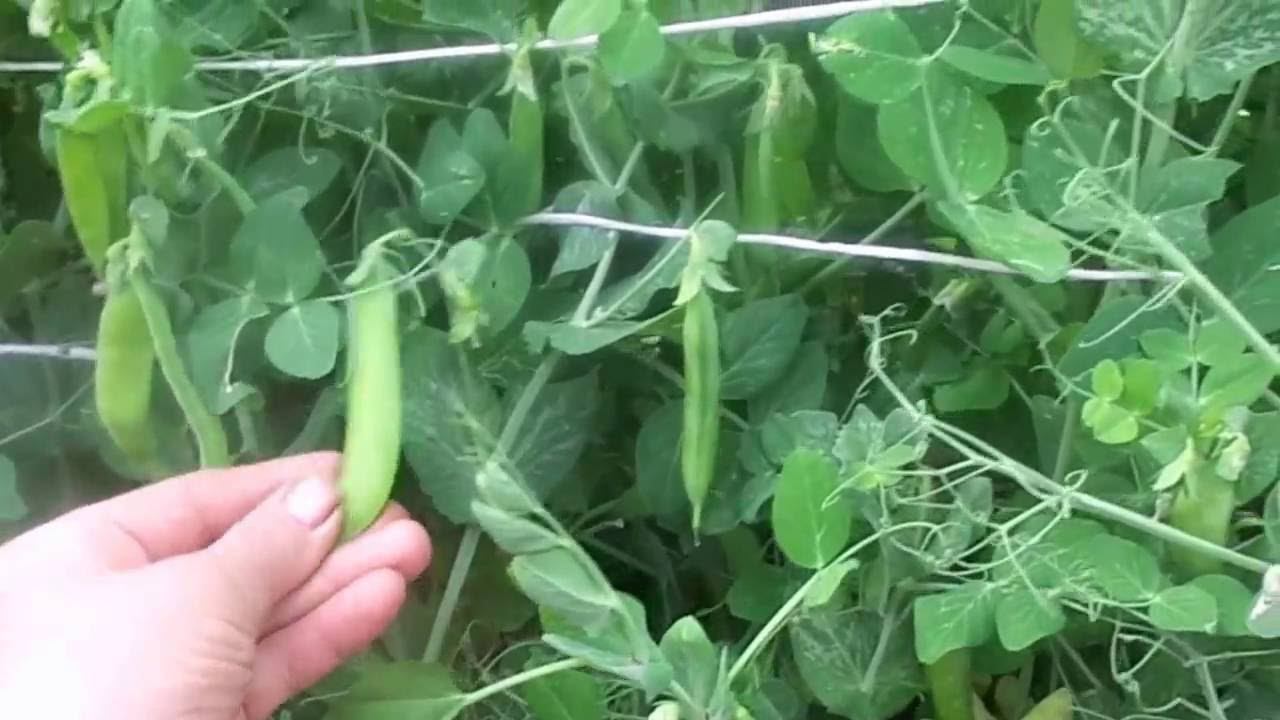 Очень Быстрая Подвязка и Выращивание Гороха на Своем Приусадебном Участке на Урале. смотреть онлайн
