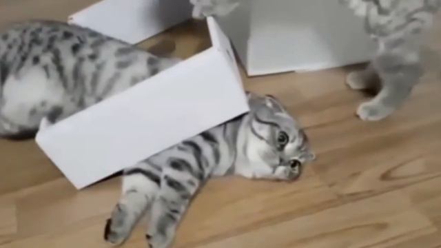 Кот задумался о жизни смотреть онлайн