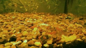 содержание креветок в аквариуме