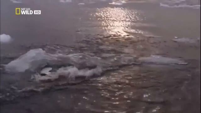 Морской леопард смотреть онлайн