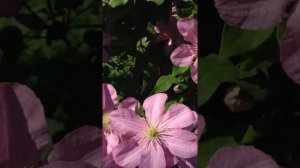 Клематис Комтес де бушо