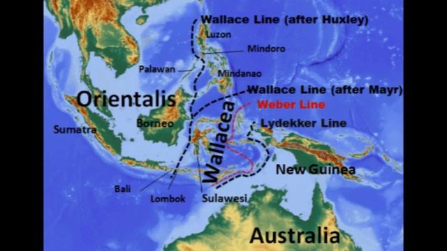 Wallace Line смотреть онлайн