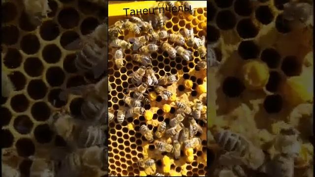 Танец пчелы.Общение пчёл. смотреть онлайн