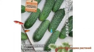 Огурец обыкновенный Хрустящий король F1 ? обзор: как сажать, семена огурца Хрустящий король F1