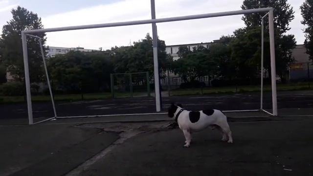 "Как быть МНОЙ"???????Чип!???ФРАНЦУЗСКИЙ БУЛЬДОГ-нижний брейк-данс))!!????? смотреть онлайн