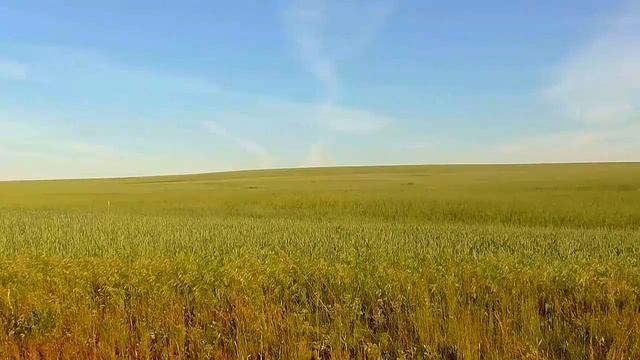 Звуки природы.Лето.Рожь.Пение птиц.Жаворонки смотреть онлайн