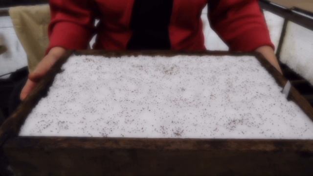 Посев сельдерея и петрушки на рассаду смотреть онлайн