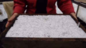 Посев сельдерея и петрушки на рассаду