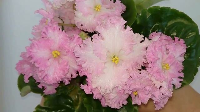 DS-Состояние Влюблённости. САМЫЕ КРАСИВЫЕ ФИАЛКИ. My beautiful African Violet. смотреть онлайн