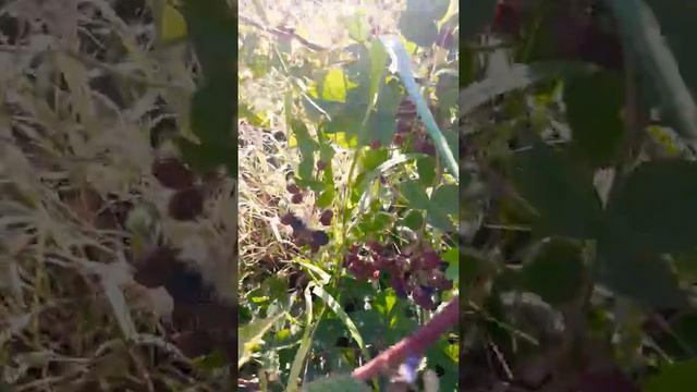 Урожай ежевики. 2018 смотреть онлайн