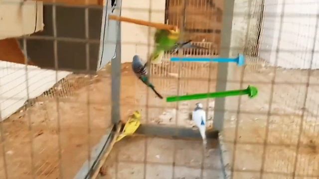 красивая птицы / канарейки смотреть онлайн