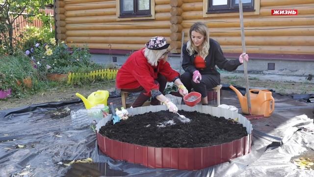 Лилии! Сажаем осенью в открытый грунт смотреть онлайн