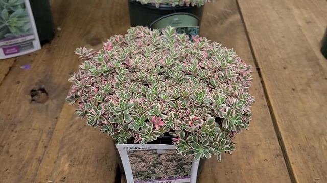 Sedum 'Tricolor' (Stonecrop) // Superb, Hardy, Easy to Grow?and VERY COLORFUL Perennial! смотреть онлайн