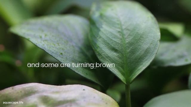 How To Clean Green Spot Algae From Anubias Leaves смотреть онлайн