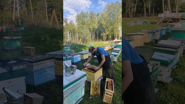 продажа пчел бакфаст и карника смотреть онлайн