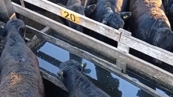 Bulls, Aberdeen-Angus. Bulls on fattening. Bulls and cows.