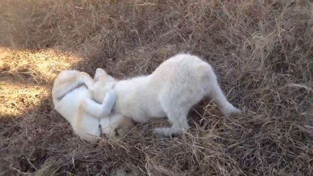 Игры щенков волкодава в 3 месяца! смотреть онлайн