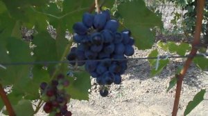 Виноград Мускат Изюмский на 6.10.23г.