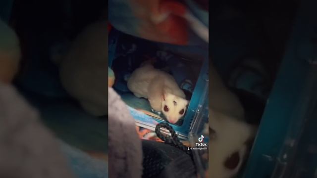 ?Sugar Glider? Cute pets animal TikTok adorable pet sugar gliders Gomez Addams family Kawaii смотреть онлайн