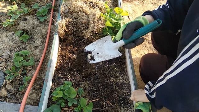 Уход за викторией весной Это просто смотреть онлайн