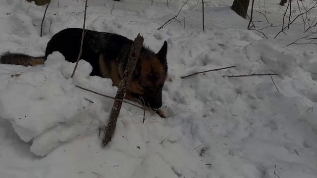 Уральский лес.Прогулка с собакой в сосновом бору. Яичница на костре.Кормушка для птиц своими руками смотреть онлайн