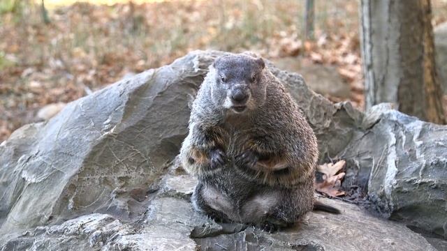 Creature Feature: Groundhog смотреть онлайн