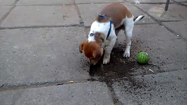Cобака роет нору (Инстинкт охотника) / The dog digs a burrow (hunter's Instinct) смотреть онлайн