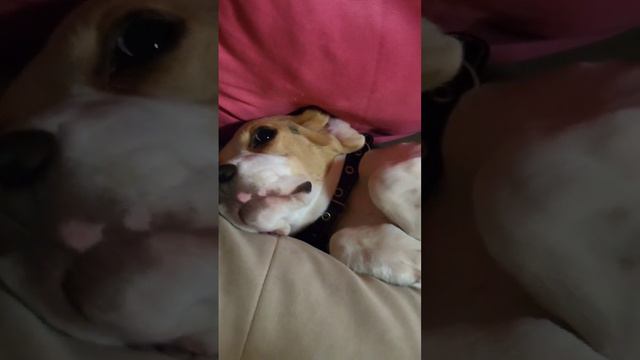 бигль Баньти кайфует #бигль #собака #кайф #отдых #funny смотреть онлайн