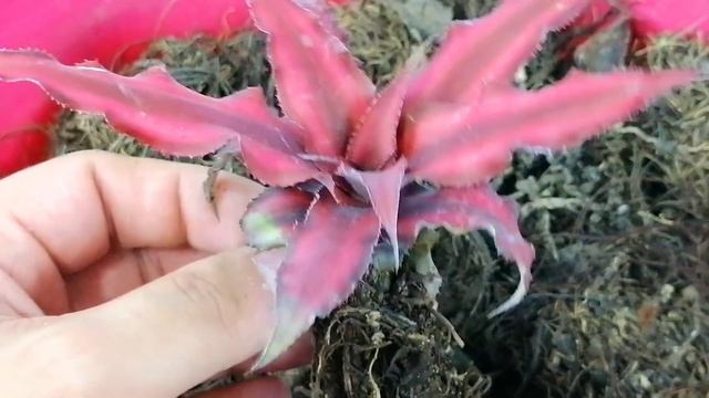 cryptanthus bivittatus cuidados donsuculento смотреть онлайн