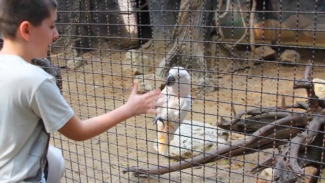 ПУТЕШЕСТВИЕ ПО ЗООПАРКУ ТАЙЛАНДА (ПАТТАЙЯ) смотреть онлайн