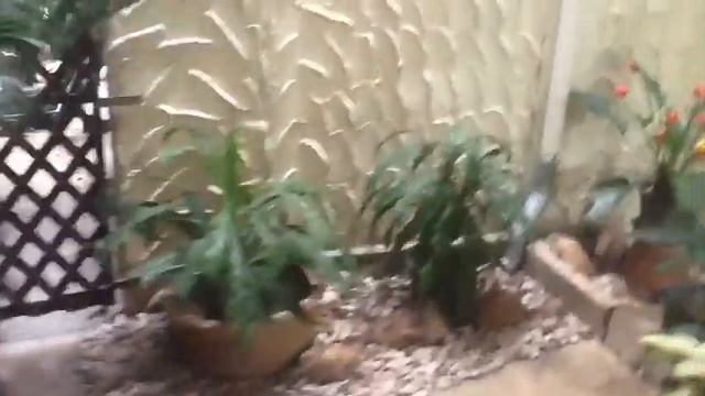 Splendid Resort. Территория отеля. Паттайя. Джомтьен.