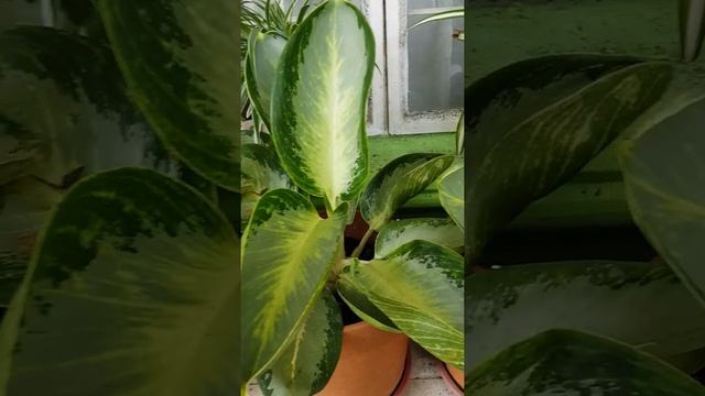 AGLAONEMA GREEN BOWL #aglaonemagreenbowl смотреть онлайн