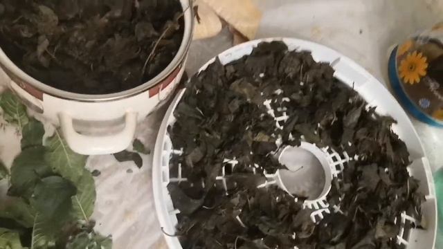 КАК СДЕЛАТЬ ЧАЙ ИЗ ЛИСТЬЕВ СЛИВЫ. Сливовый чай смотреть онлайн