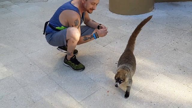 Coati. Дрессированный американский енот. смотреть онлайн