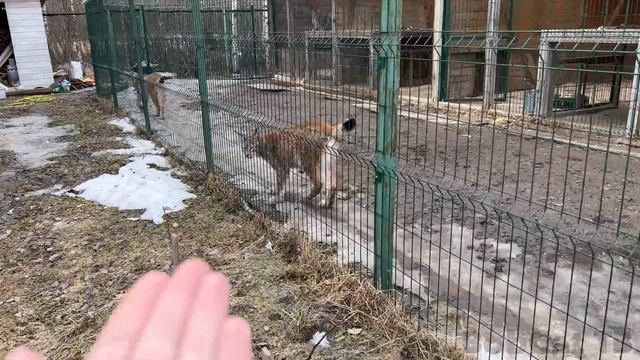 Семейные разборки сервала и мейн-куна / Рысь Ханна вообразила себя хрюшкой смотреть онлайн