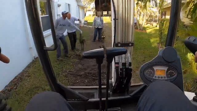 Removal of ficus hedge an install of podocarpus hedge. Landscape job. смотреть онлайн