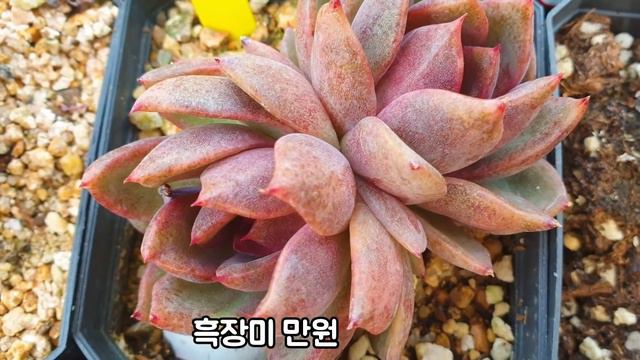 안산의 다육이마을 농장의 3월 신상다육이름과 가격조사1탄 (feat.다육이마을)Succulents