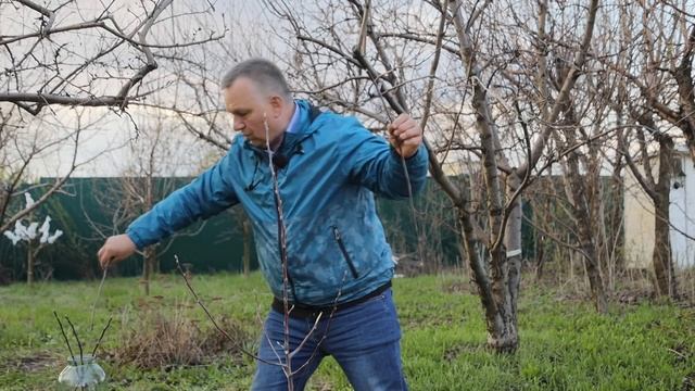 Один из ЛУЧШИХ методов перепрививки - улучшенная копулировка