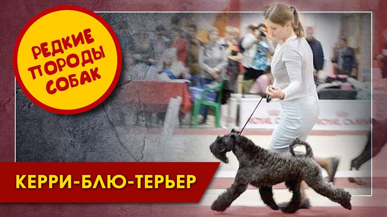 Керри-блю-терьер. Редкие породы собак