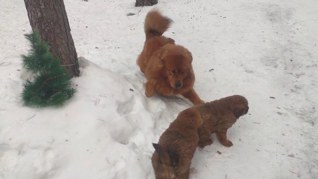 Щенки Тибетских мастифов продажа